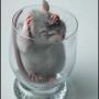 Алёнка Котина